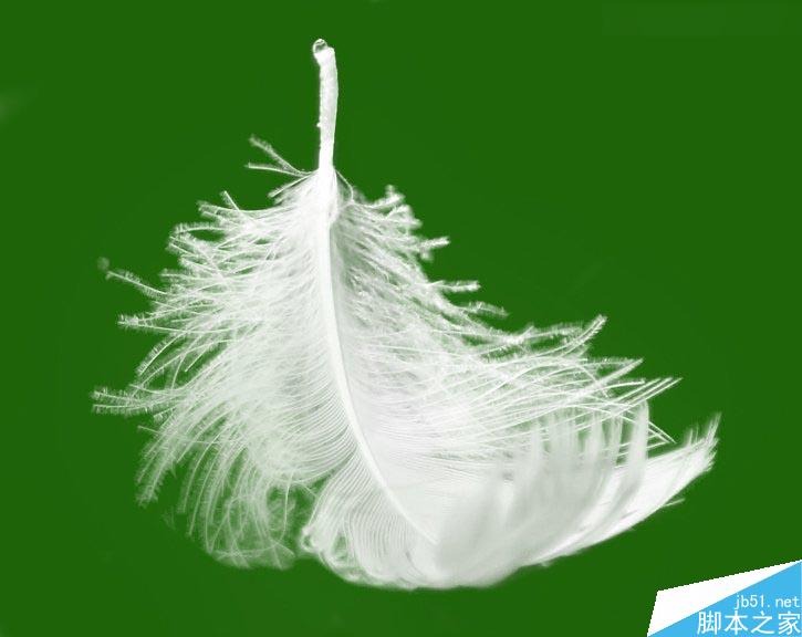 Photoshop巧用色阶快速的抠出羽毛效果图,PS教程,思缘教程网