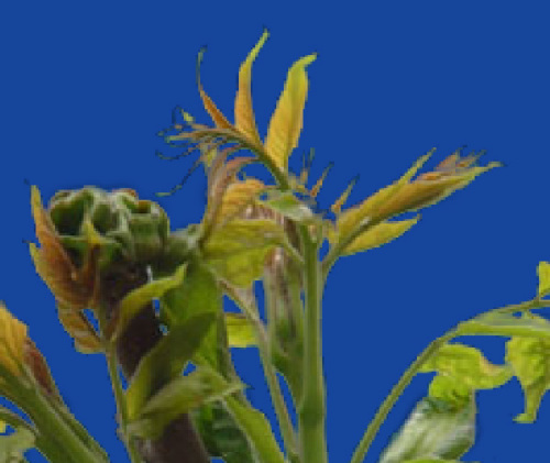 Photoshop去边命令巧除抠图杂边_本站jb51.net网络整理