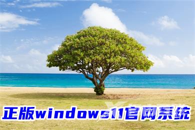 正版windows11官网系统下载 windows11中文64位系统下载