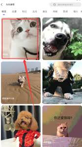 如何查看彩虹主题壁纸的收藏