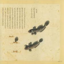 弹涂鱼为什么叫弹涂鱼