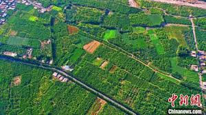 托克逊县是红枣之乡吗