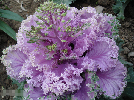 羽衣甘蓝的实用吃法全攻略-揭秘羽衣甘蓝的神奇功效