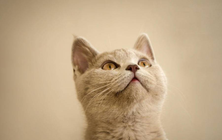 1621404219346985.png image.png