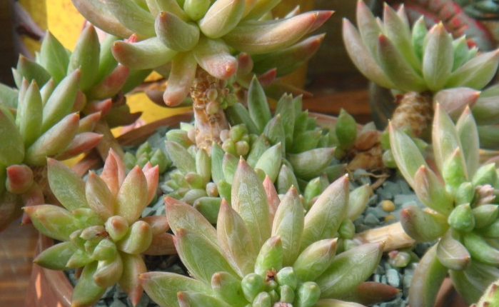 1619494635321541.png 多肉成长记对比怎么操作