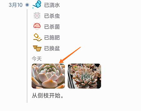 多肉成长记对比怎么操作