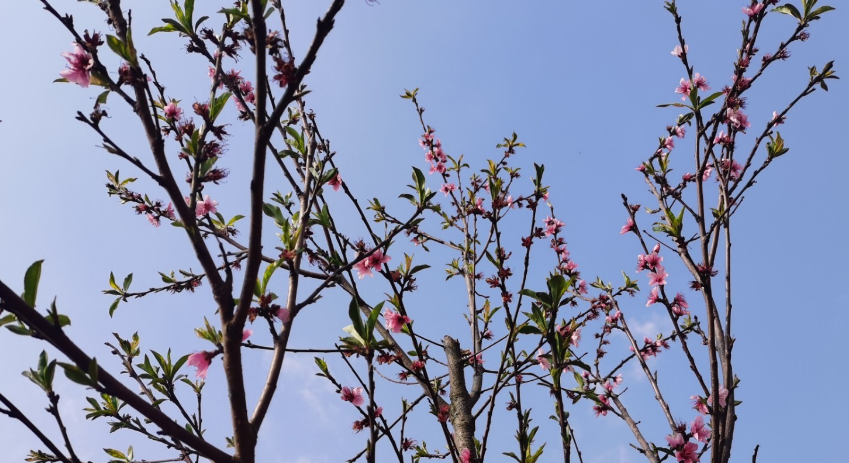 1615528186878524.png 爱花草怎么删除植物