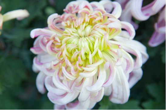 2020清明节上海月浦安息灵园祭扫微信怎么预约