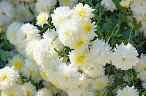 2020上海天马塔园清明怎么线上预约祭扫