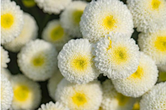 1585289234496583.png 2020上海永安公墓清明祭扫怎么提前预约