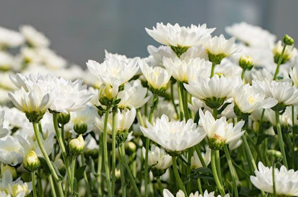 1585210749201466.png 2020上海清明各个公墓什么时候开放