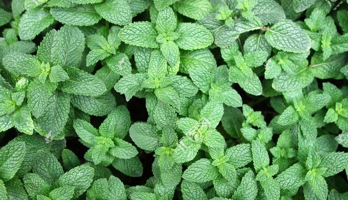 薄荷健康APP智能手表怎么绑定