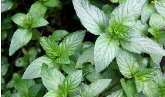 薄荷健康目标体重怎么改