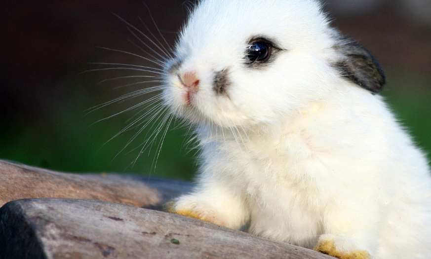 羞兔动态壁纸视频怎么制作