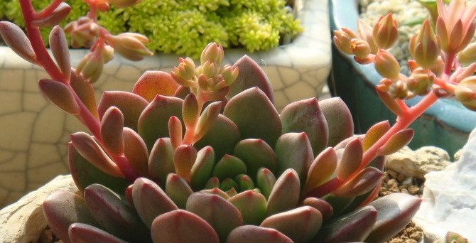 多肉成长记加好友怎么操作