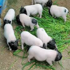 香猪保种基地在从江县吗