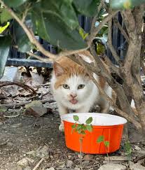 街猫app怎么投诉