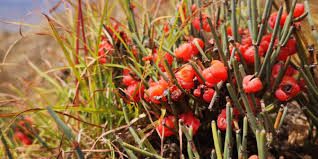 支付宝蚂蚁庄园6.26日答案