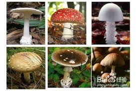 误食毒蘑菇后该如何处理