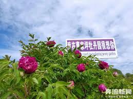 中国紫斑牡丹的重要发祥地在哪