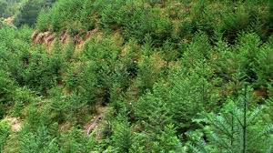 夏季树木是否容易得黄化病