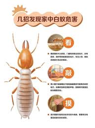 白蚁喜欢吃什么食材