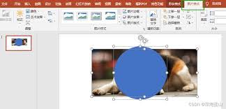 如何用ppt给图片设置圆形对角和黑白样式