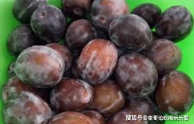 西梅干是否需要冷藏保存