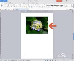 wps电脑版如何改变文字颜色