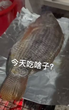 抖音罗非鱼是什么梗