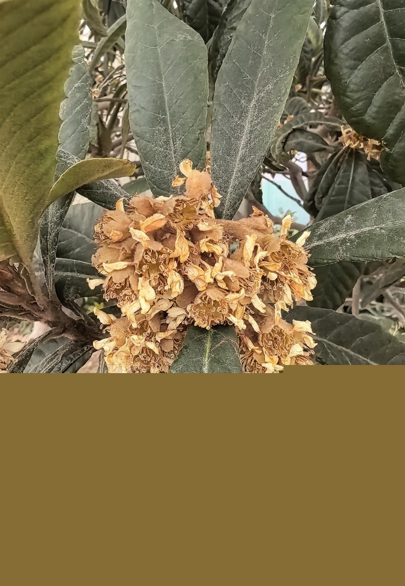 前后双红枫上阵 华为nova 15 Ultra全面评测:年轻人的影像轻旗舰!