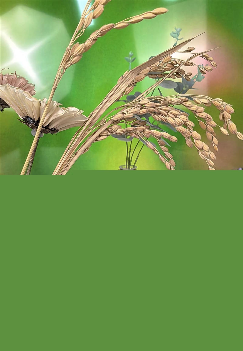 前后双红枫上阵 华为nova 15 Ultra全面评测:年轻人的影像轻旗舰!