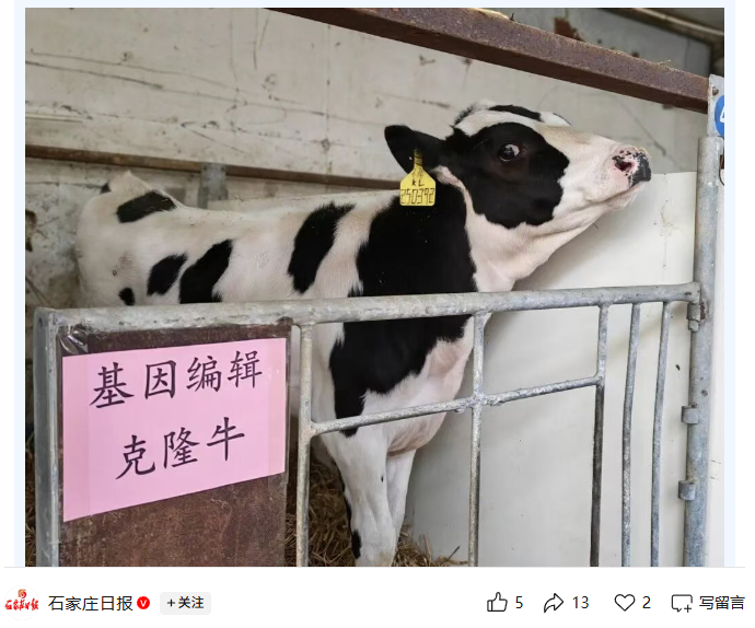 世界首批胚胎干细胞基因编辑克隆牛在石家庄培育成功