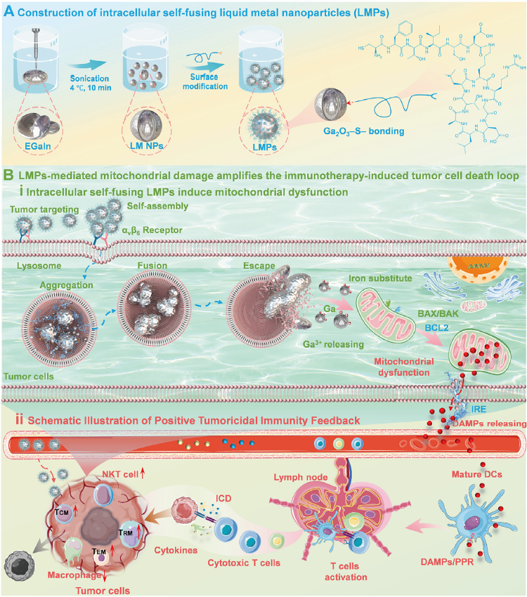 中科院理化所：在自融合液态金属变形机制方面取得新进展，为纳米药物设计提供新思路