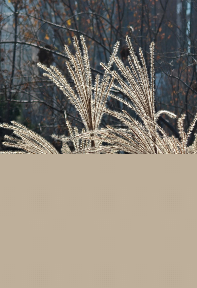 联想moto X70 Air Pro AI手机评测：轻薄AI影像旗舰 随手一拍就是8K大片