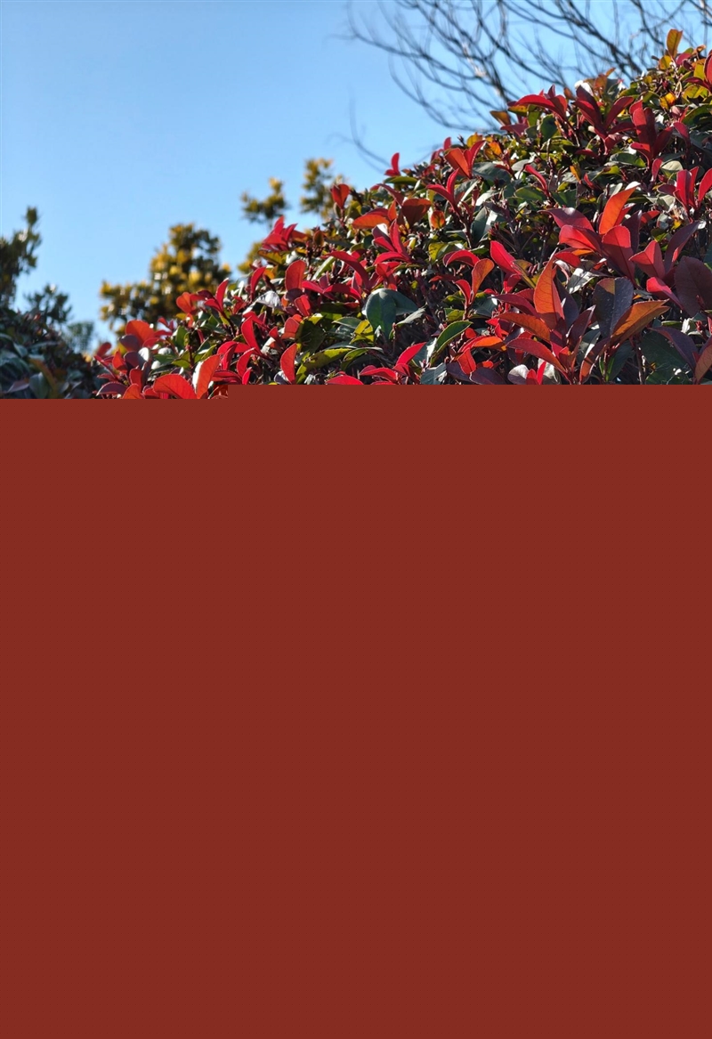 联想moto X70 Air Pro AI手机评测：轻薄AI影像旗舰 随手一拍就是8K大片