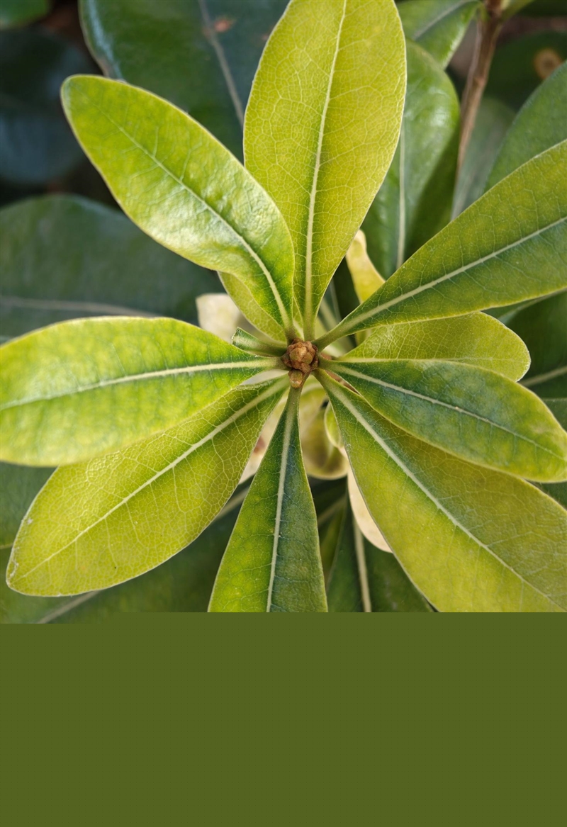 联想moto X70 Air Pro AI手机评测：轻薄AI影像旗舰 随手一拍就是8K大片