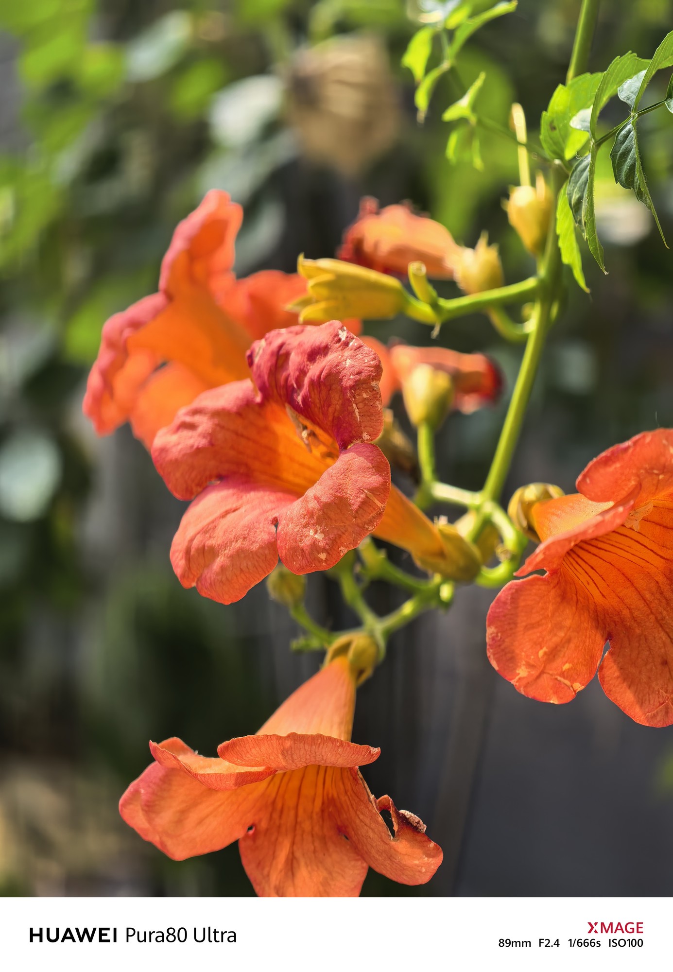 2026年值得入手的四大国产影像旗舰:哈苏、徕卡、蔡司、XMAGE谁调校更讨喜