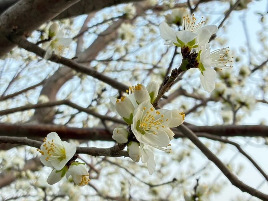 旧瓶装新酒，好喝不好喝？iPhone 17e全面评测