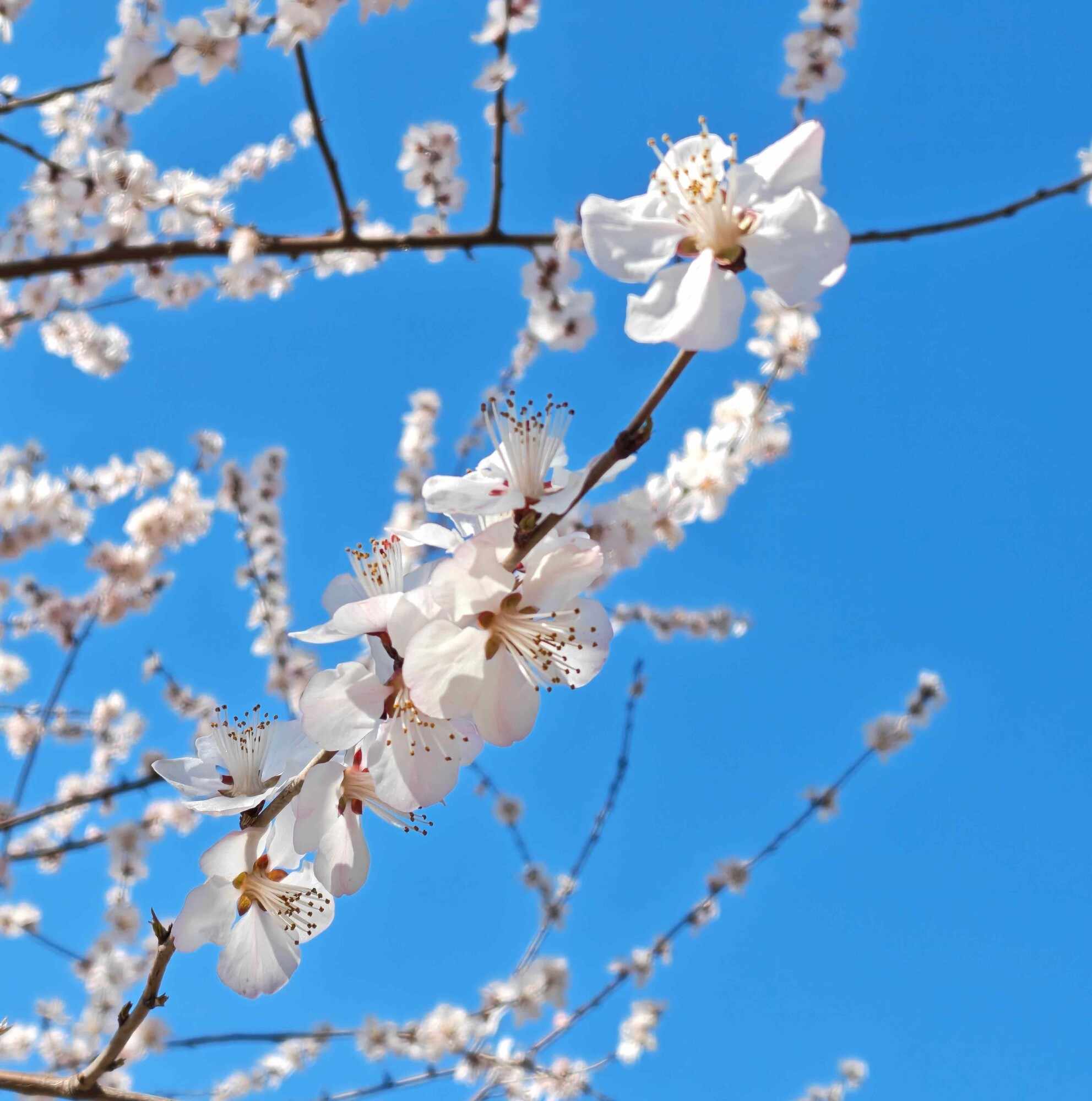 敢把2亿像素塞进折叠屏？OPPO Find N6影像实测来了