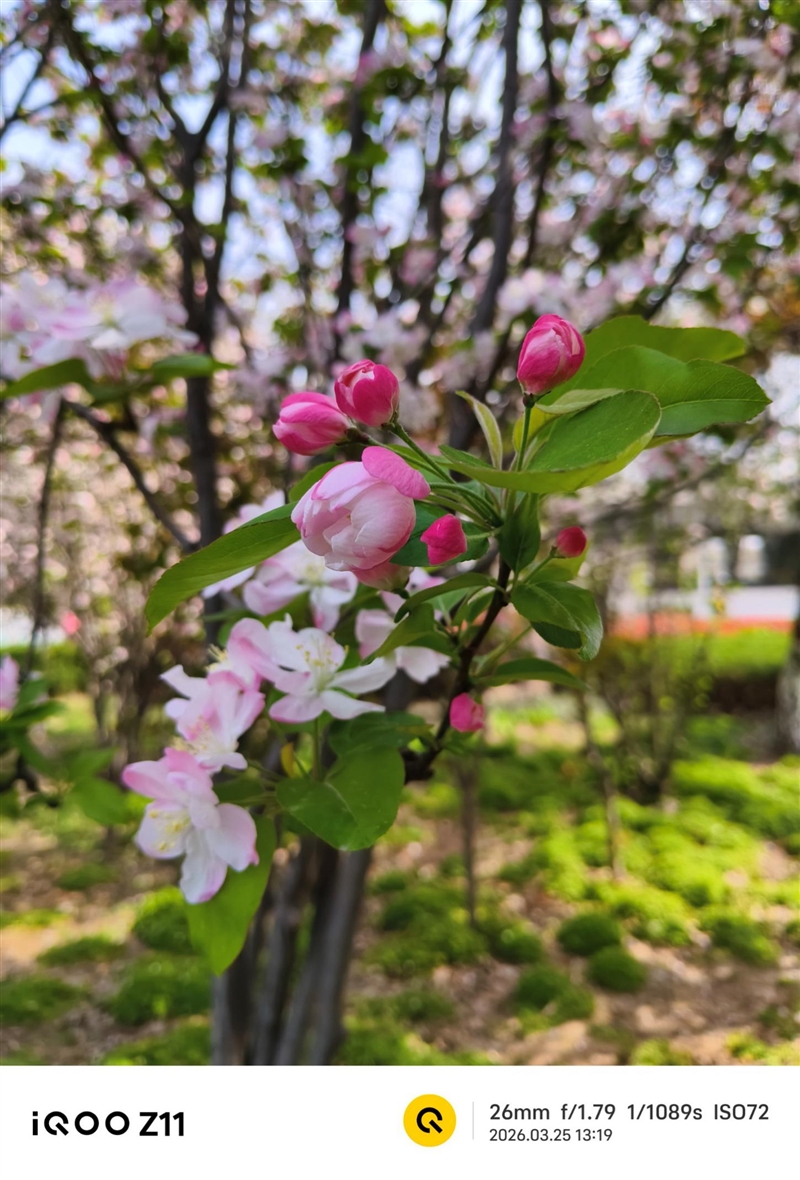 全大核性能旗舰 iQOO Z11 深度评测：165Hz 丝滑体验 游戏党真正的性价比利器