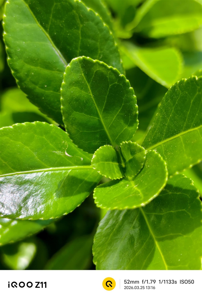 全大核性能旗舰 iQOO Z11 深度评测：165Hz 丝滑体验 游戏党真正的性价比利器