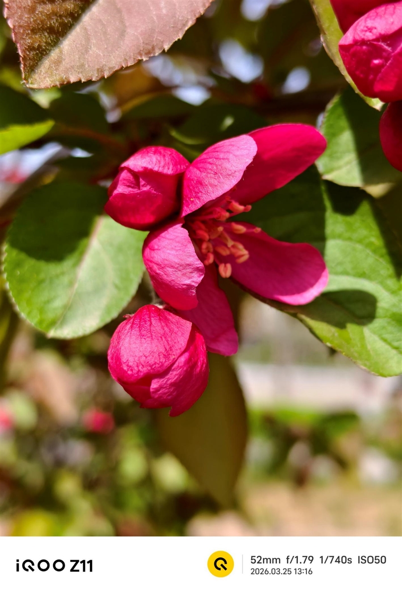 全大核性能旗舰 iQOO Z11 深度评测：165Hz 丝滑体验 游戏党真正的性价比利器