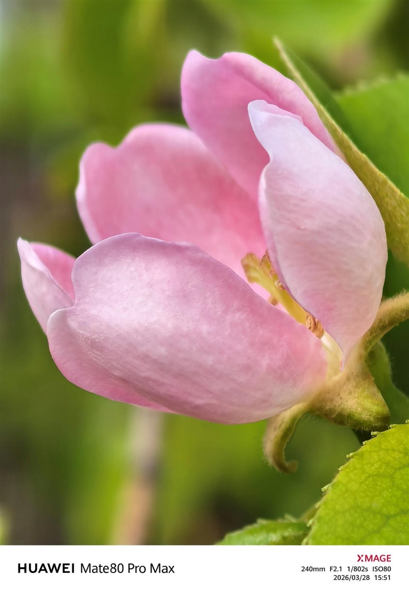 最强麒麟芯+自研风冷 华为Mate80 Pro MAX 风驰版全面评测：涡轮散热封神 性能稳到骨子里