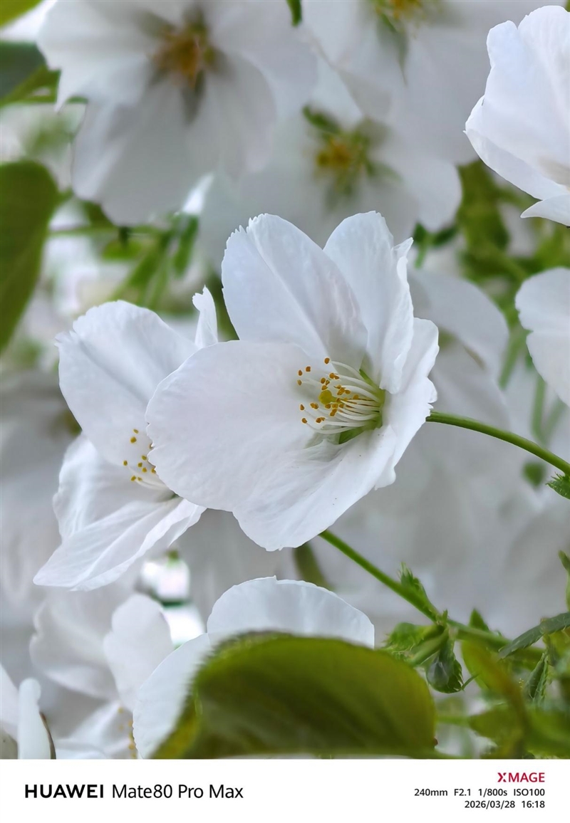 最强麒麟芯+自研风冷 华为Mate80 Pro MAX 风驰版全面评测：涡轮散热封神 性能稳到骨子里