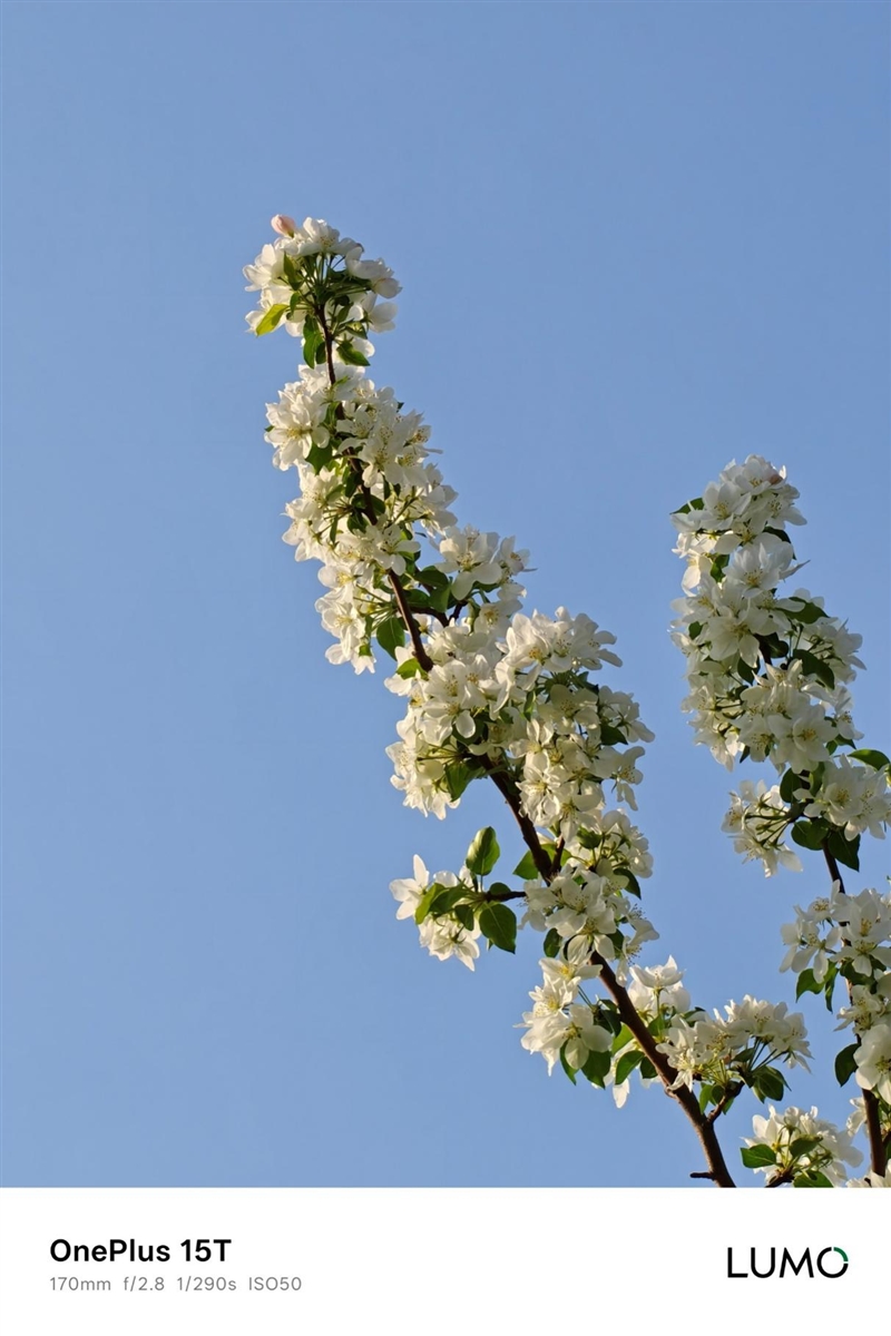 小屏不妥协配置反升级！一加15T手机深度评测：小巧玲珑的满血性能旗舰