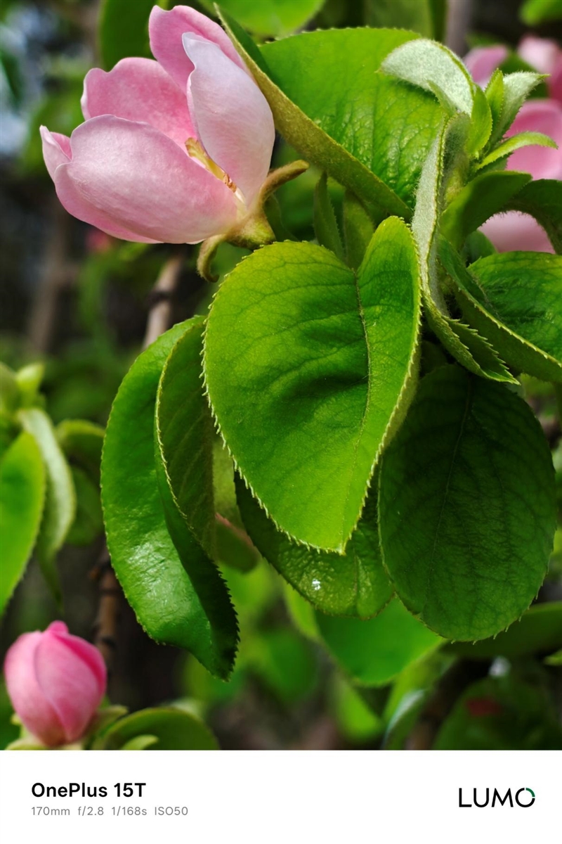小屏不妥协配置反升级！一加15T手机深度评测：小巧玲珑的满血性能旗舰