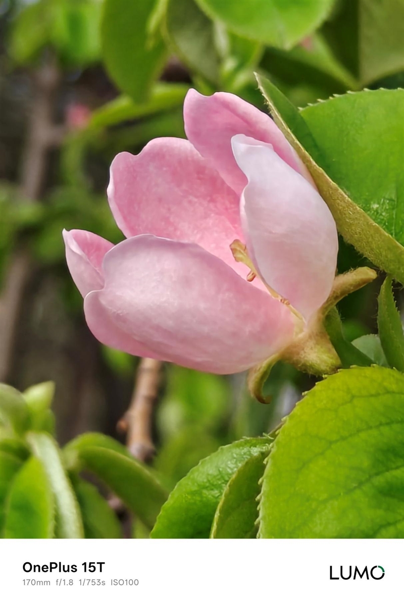 小屏不妥协配置反升级！一加15T手机深度评测：小巧玲珑的满血性能旗舰
