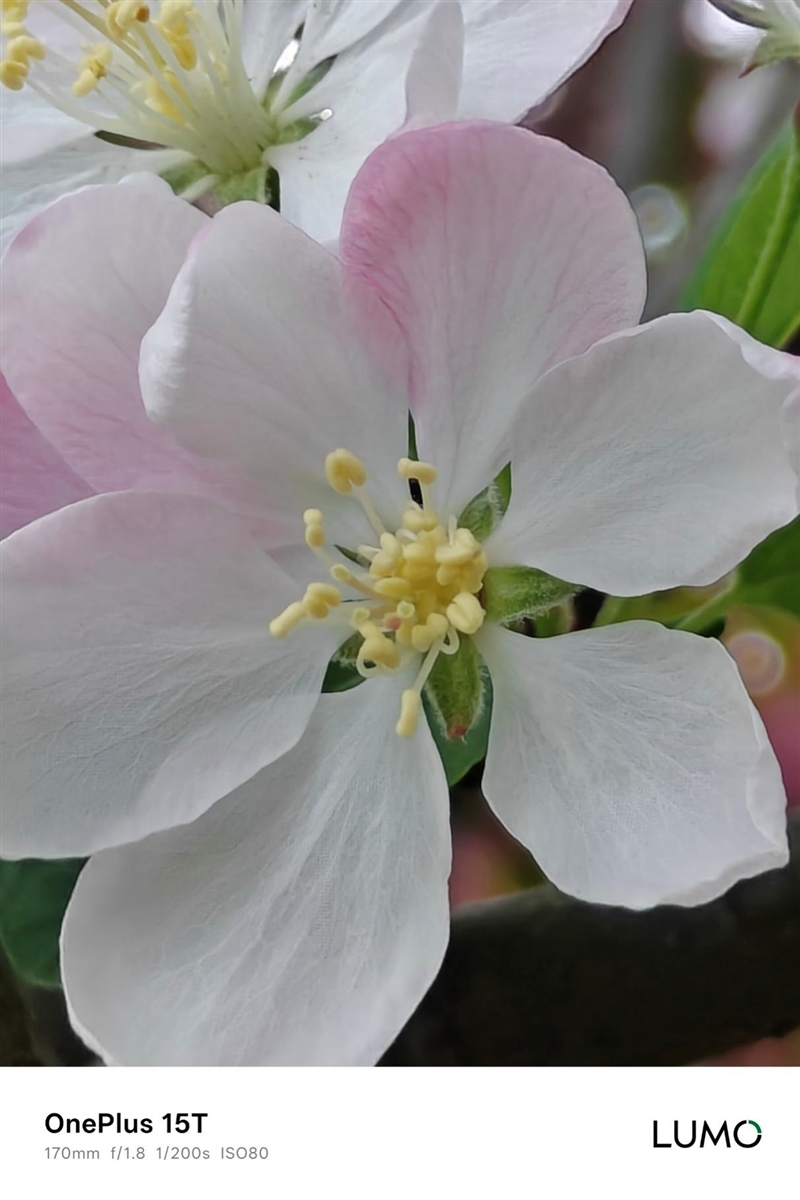 小屏不妥协配置反升级！一加15T手机深度评测：小巧玲珑的满血性能旗舰