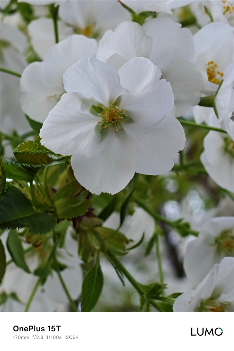 小屏不妥协配置反升级！一加15T手机深度评测：小巧玲珑的满血性能旗舰